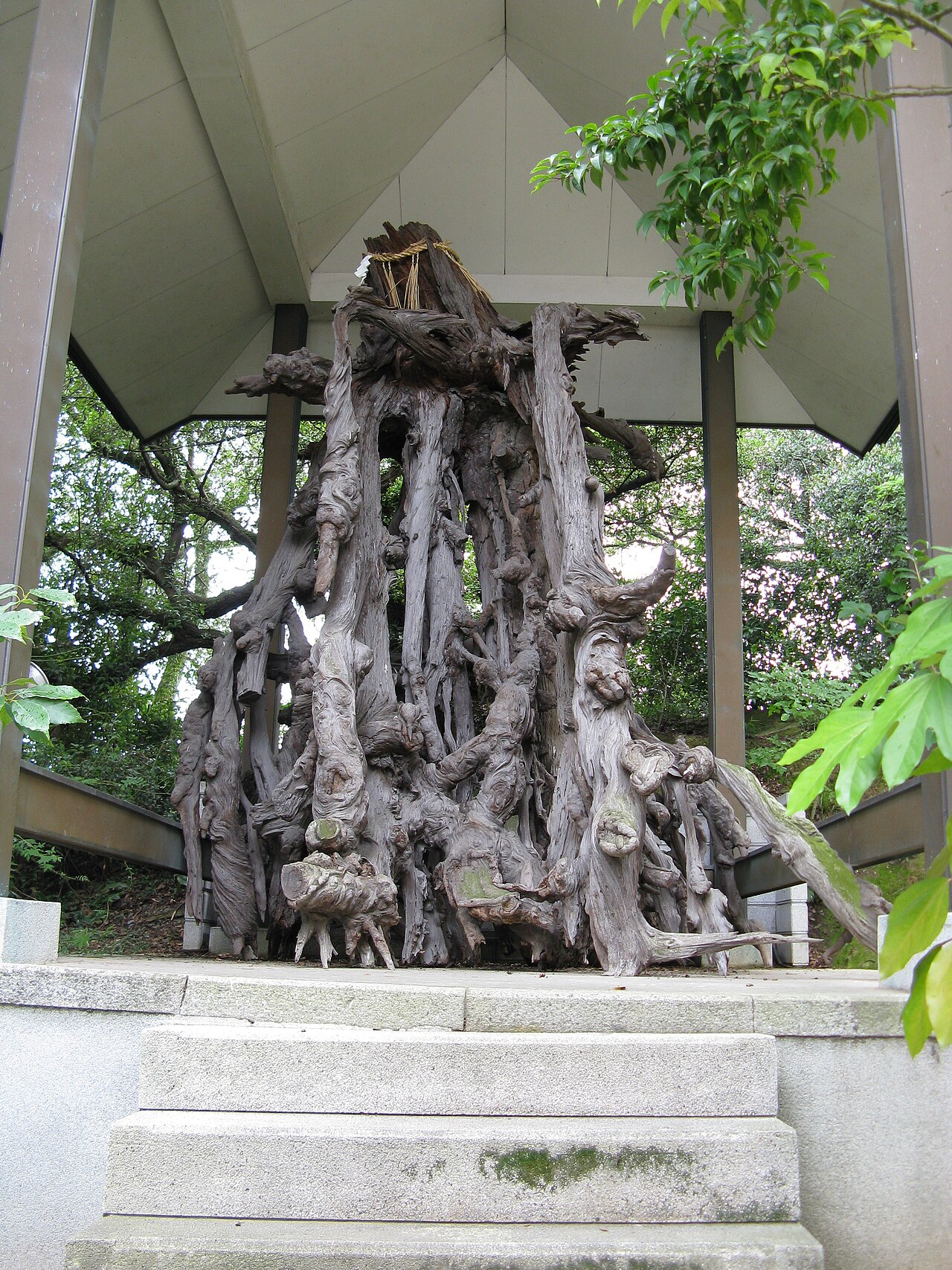 玉津島神社に保存された根上り松の幹