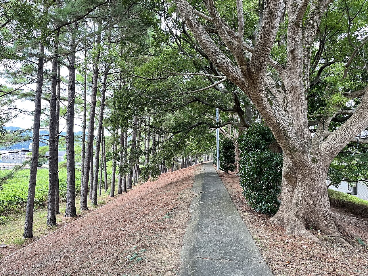 木々が並ぶ広村堤防