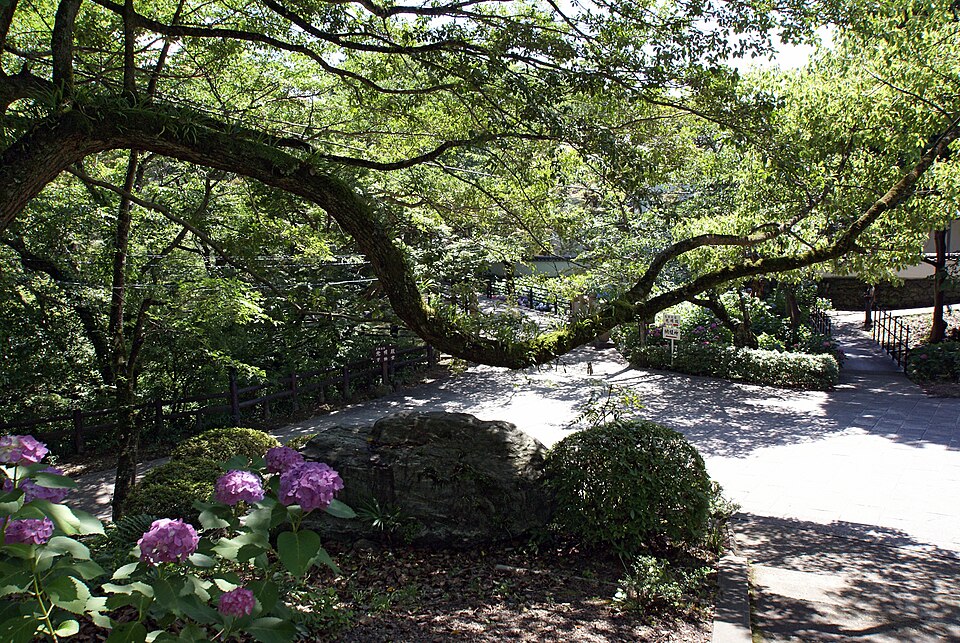 根来寺の小径と撮影当時のアジサイ